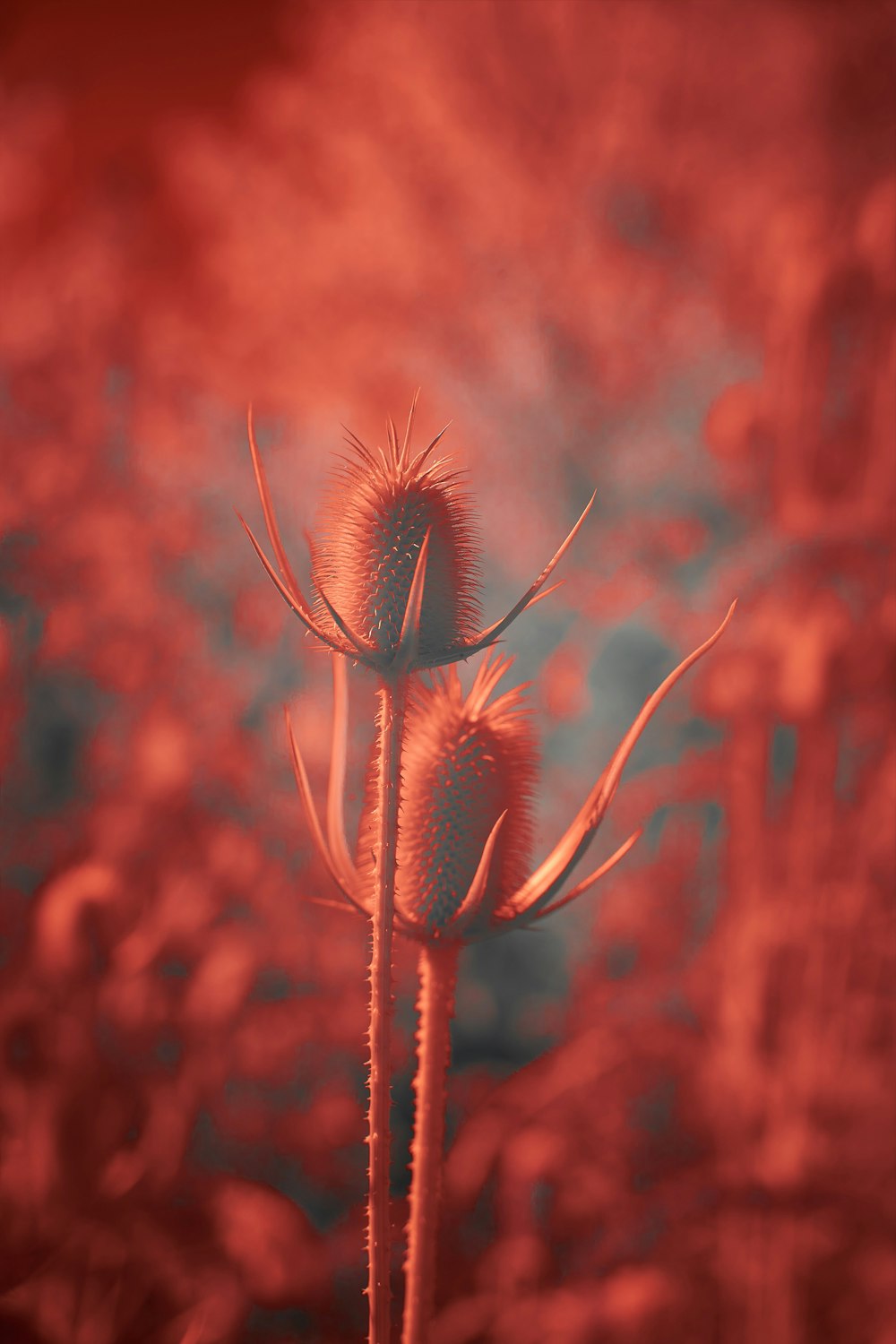 接写の赤と茶色の植物