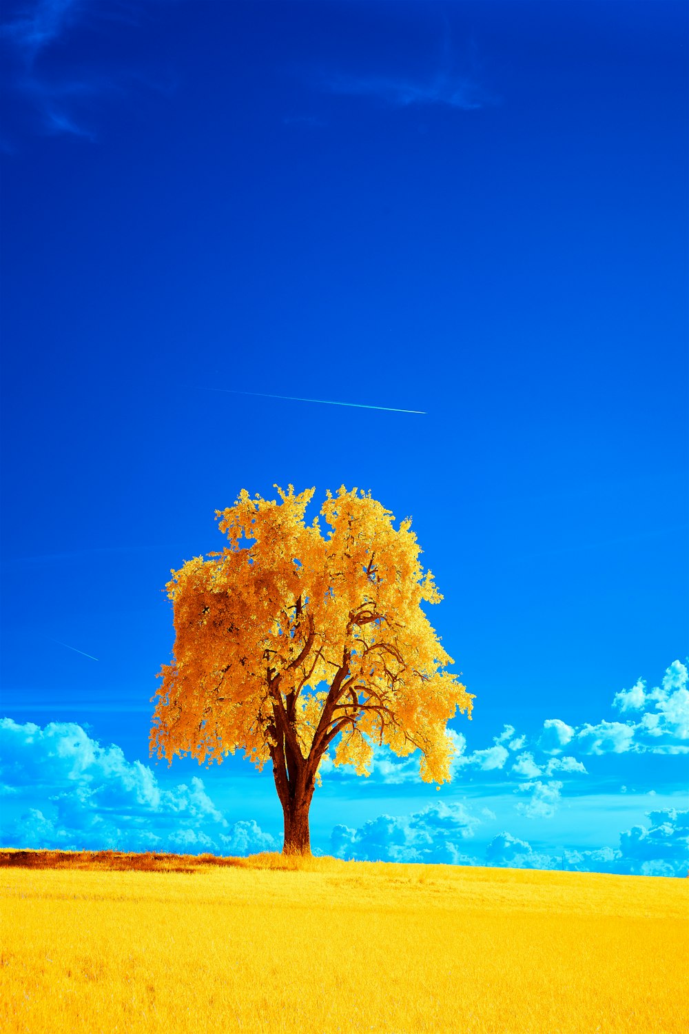 yellow leaf tree under blue sky during daytime photo – Free Tree Image on  Unsplash