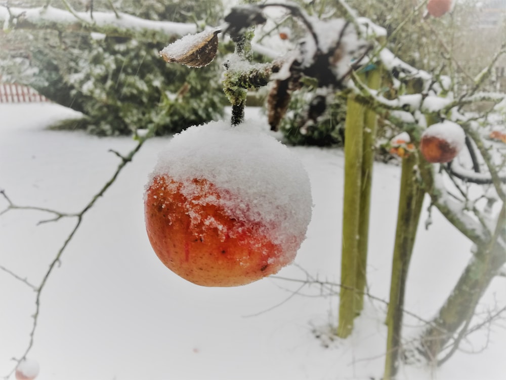 fruits rouges sur branche d’arbre recouverte de neige