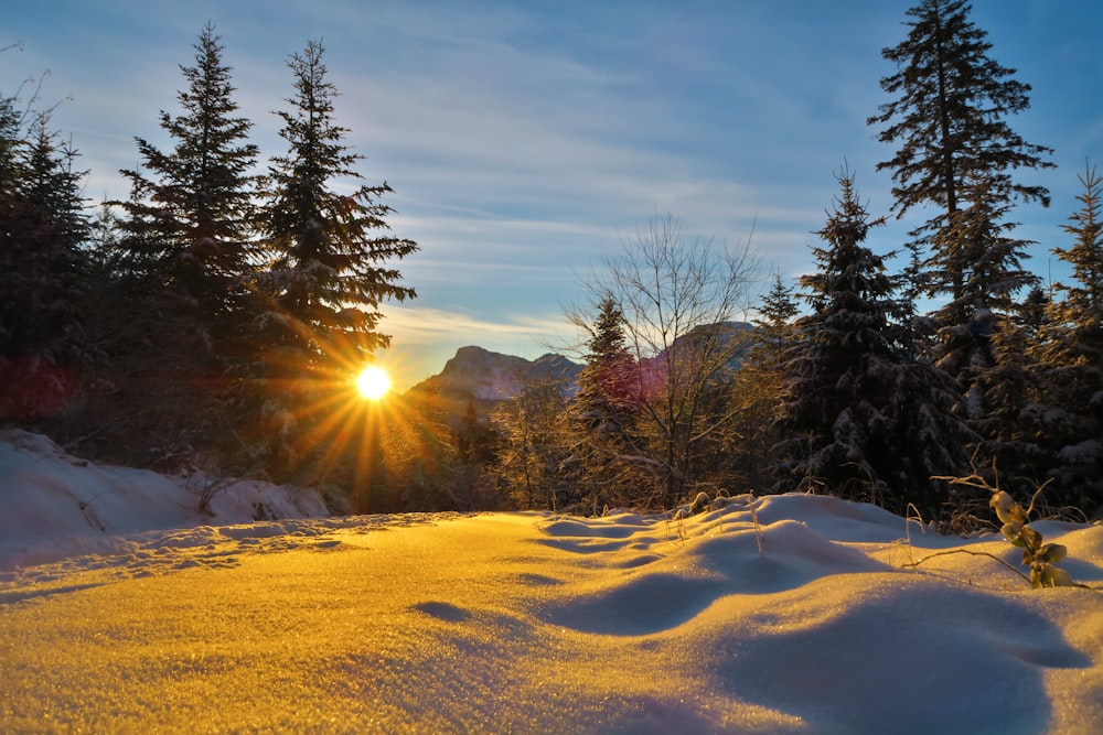 Grüne Bäume auf schneebedecktem Boden bei Sonnenaufgang