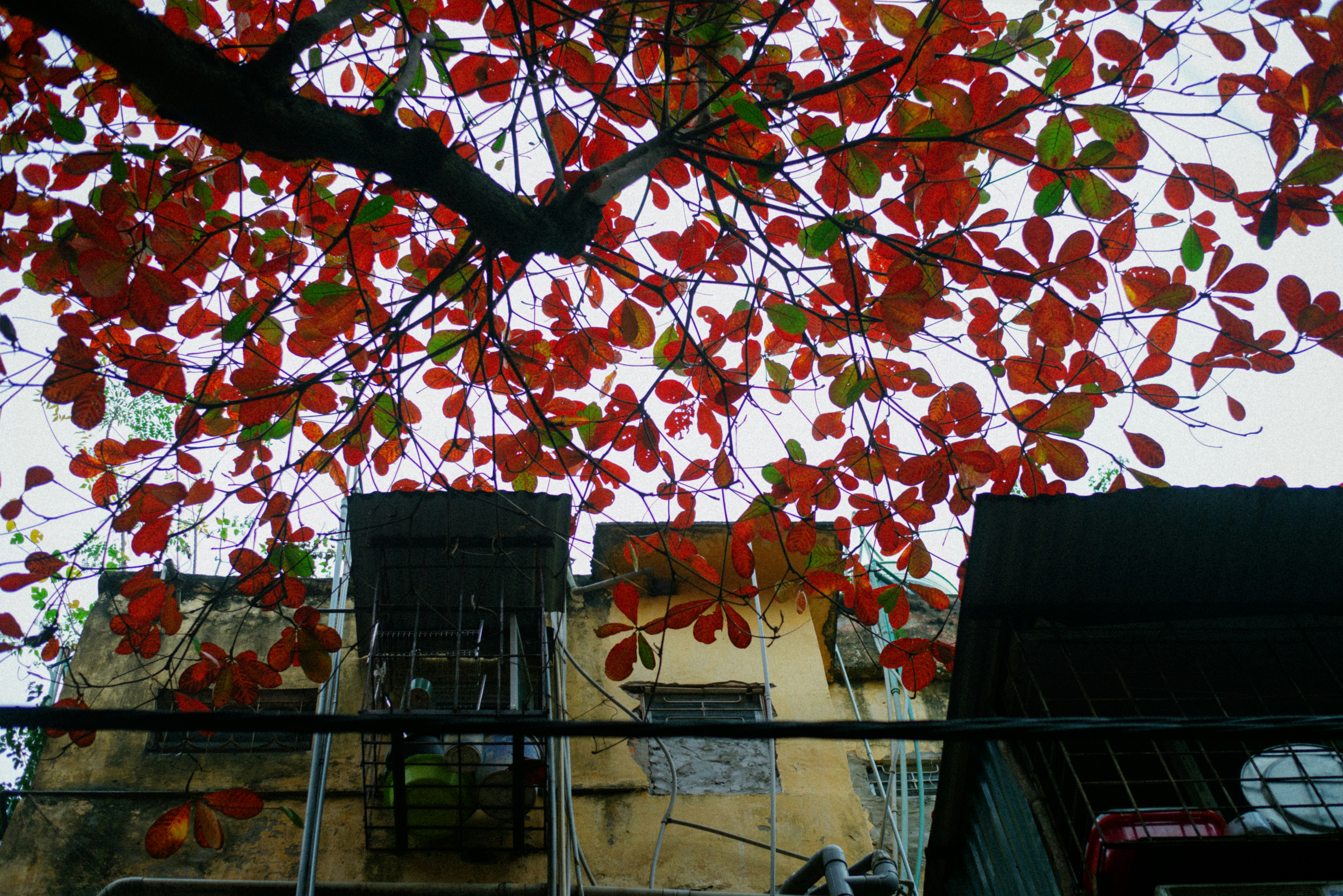 A tree with red leaves in front of a building photo – Free Nature Image ...