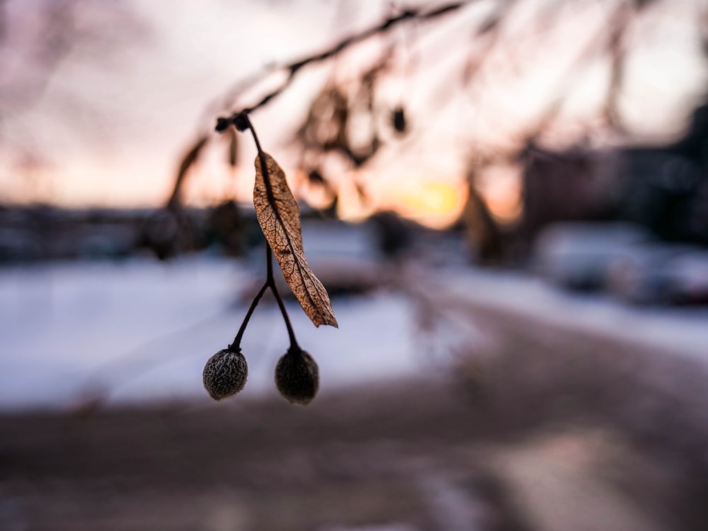 brown rope with water droplets