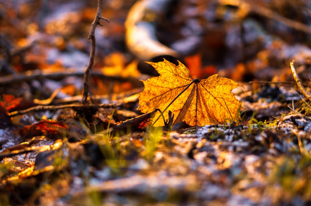 brown leaf on ground during daytime