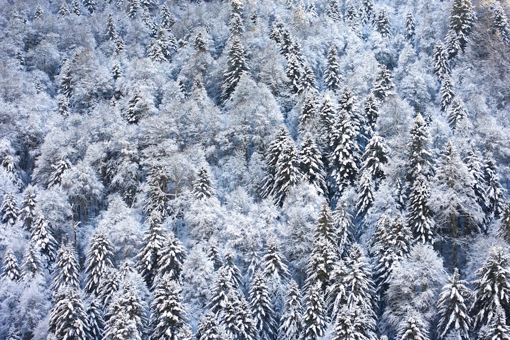white and gray pine trees