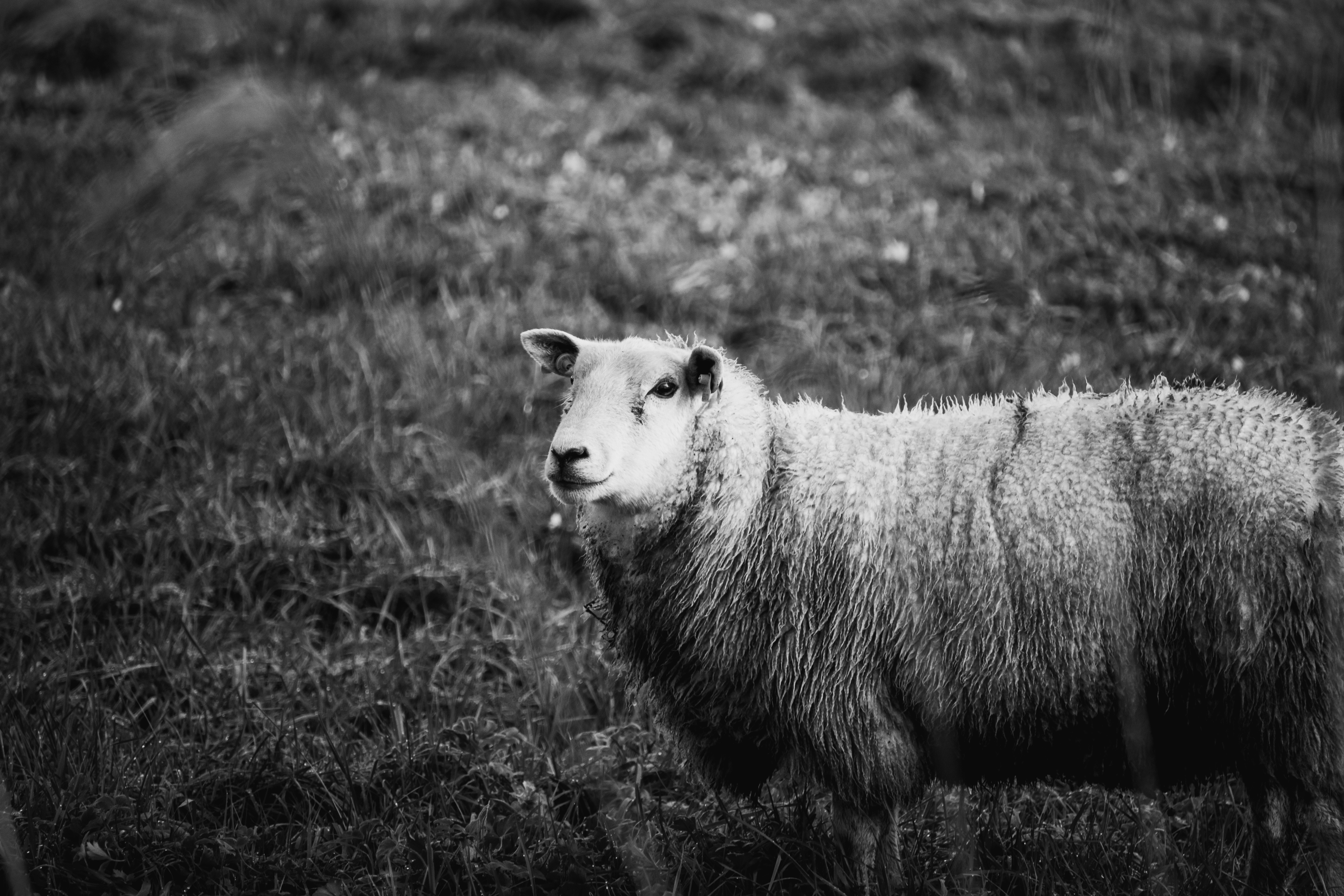 Afbeelding van Goudriaan