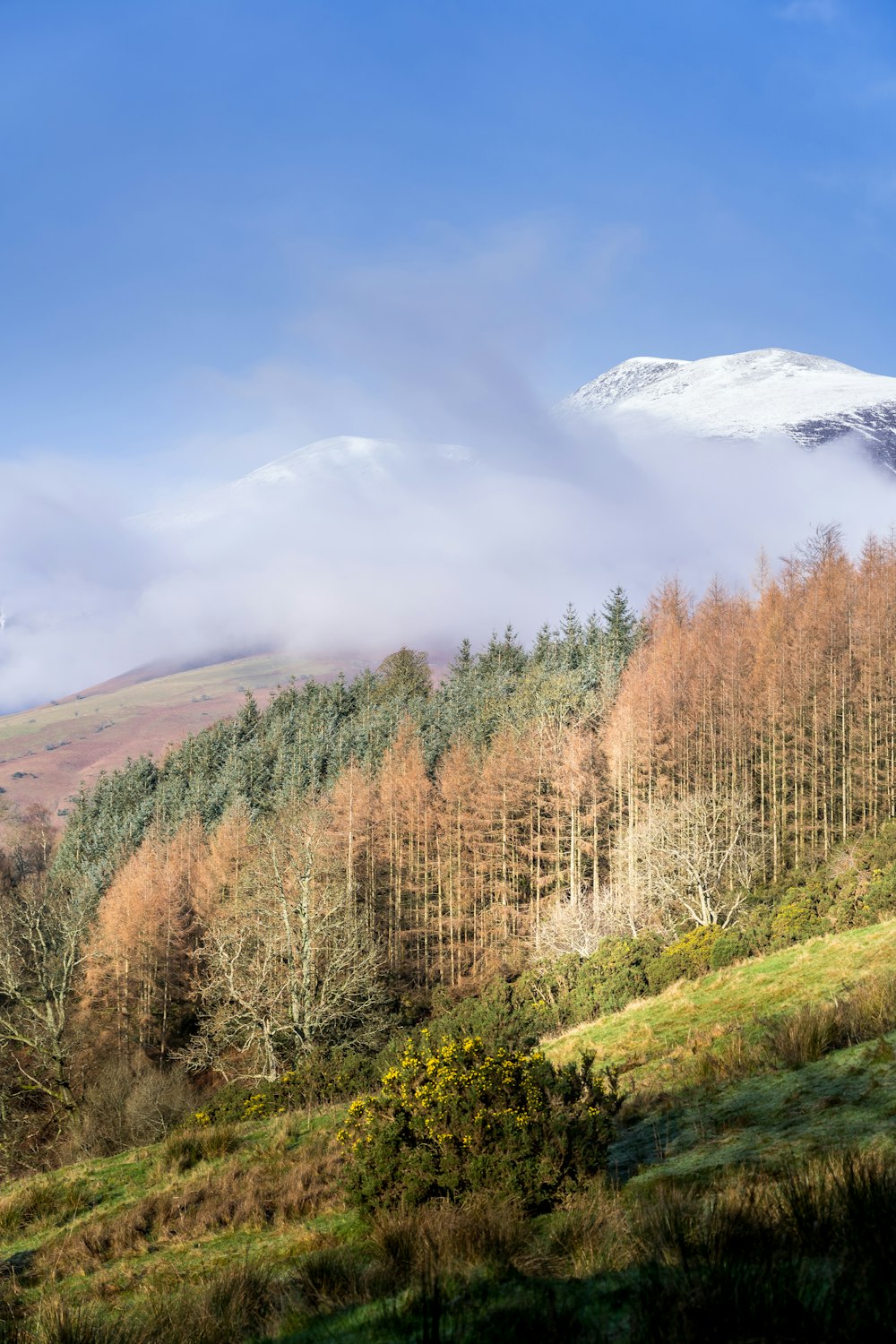 brown trees on green grass field near snow covered mountain during daytime