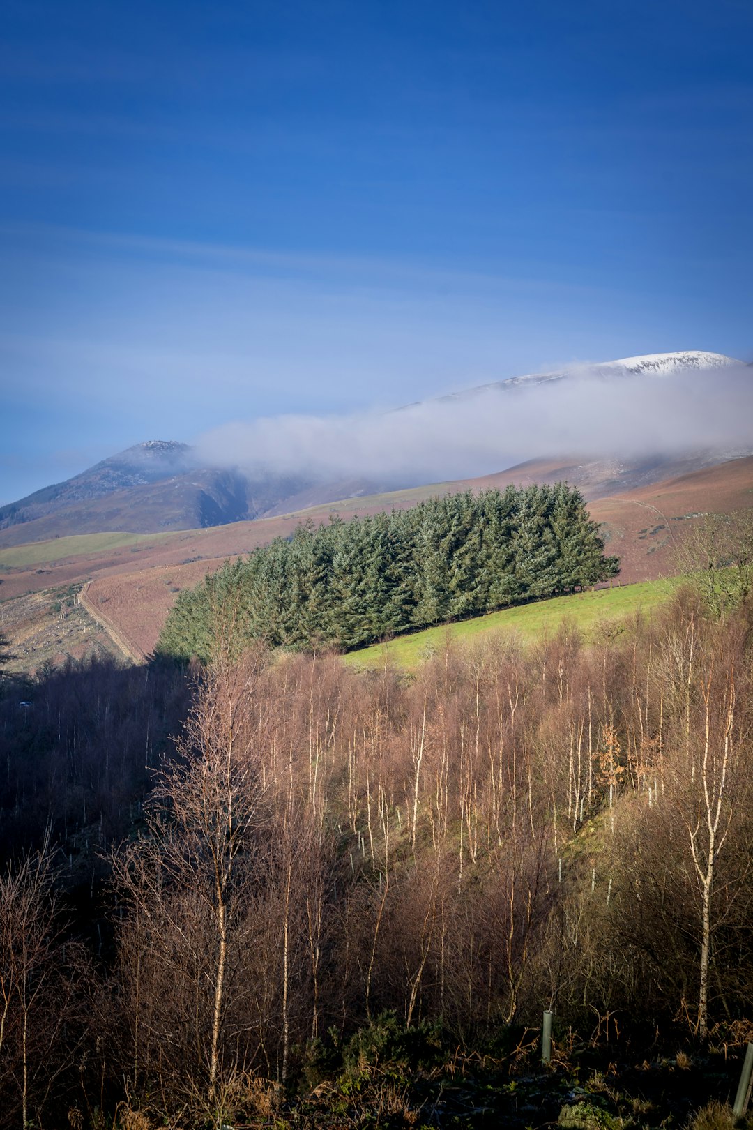 green trees on mountain under blue sky during daytime