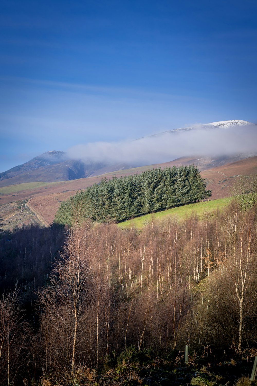 alberi verdi sulla montagna sotto il cielo blu durante il giorno