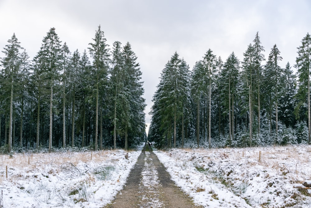 昼間は白い曇り空の下、雪に覆われた地面に緑の松の木が生い茂ります