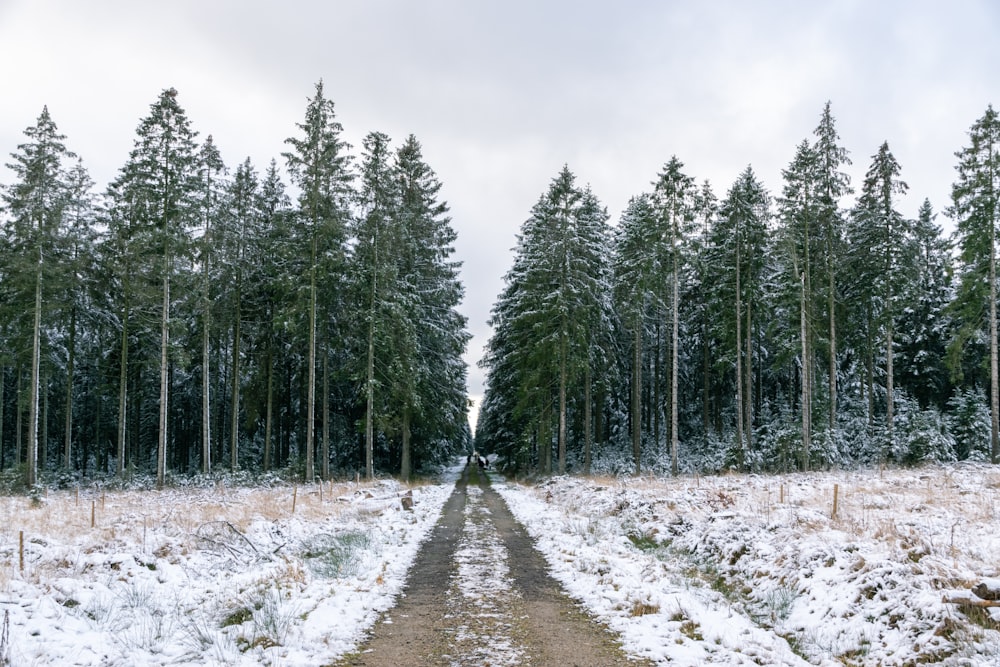 green pine trees on snow covered ground under white cloudy sky during daytime