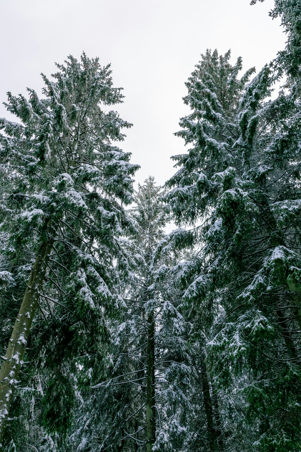 uma floresta cheia de muitas árvores altas cobertas de neve