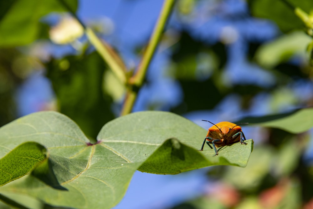 orange and black bug on green leaf during daytime