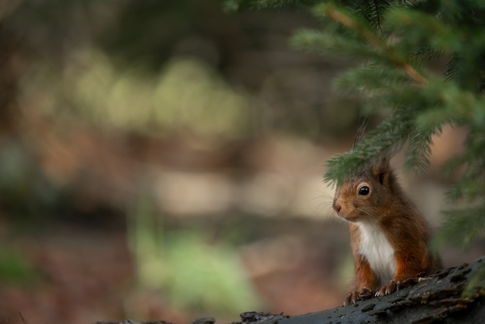 brown squirrel on brown tree branch during daytime