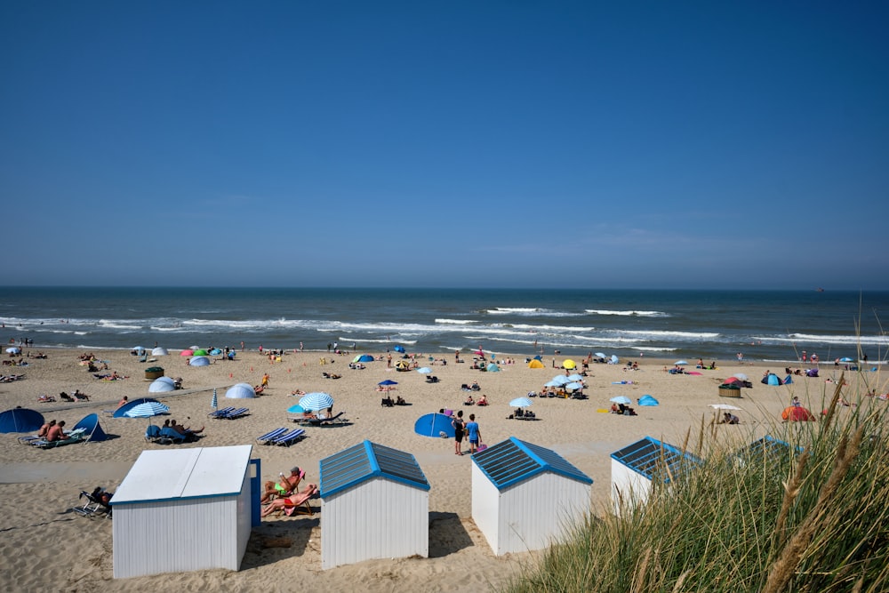 people on beach during daytime