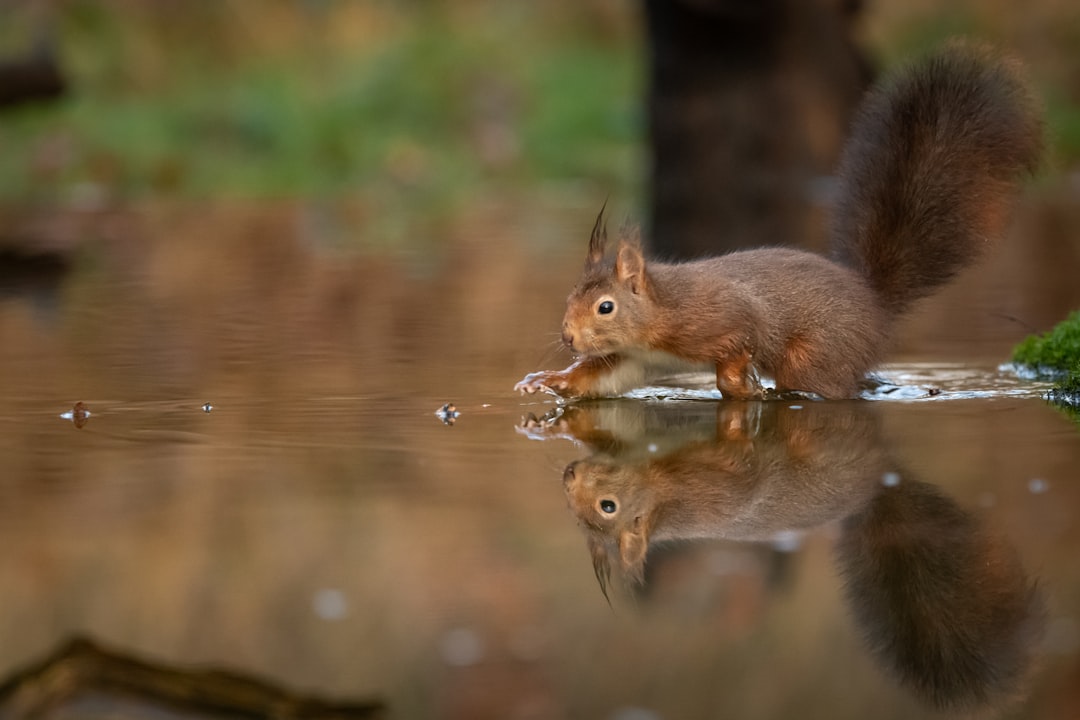 brown squirrel on body of water