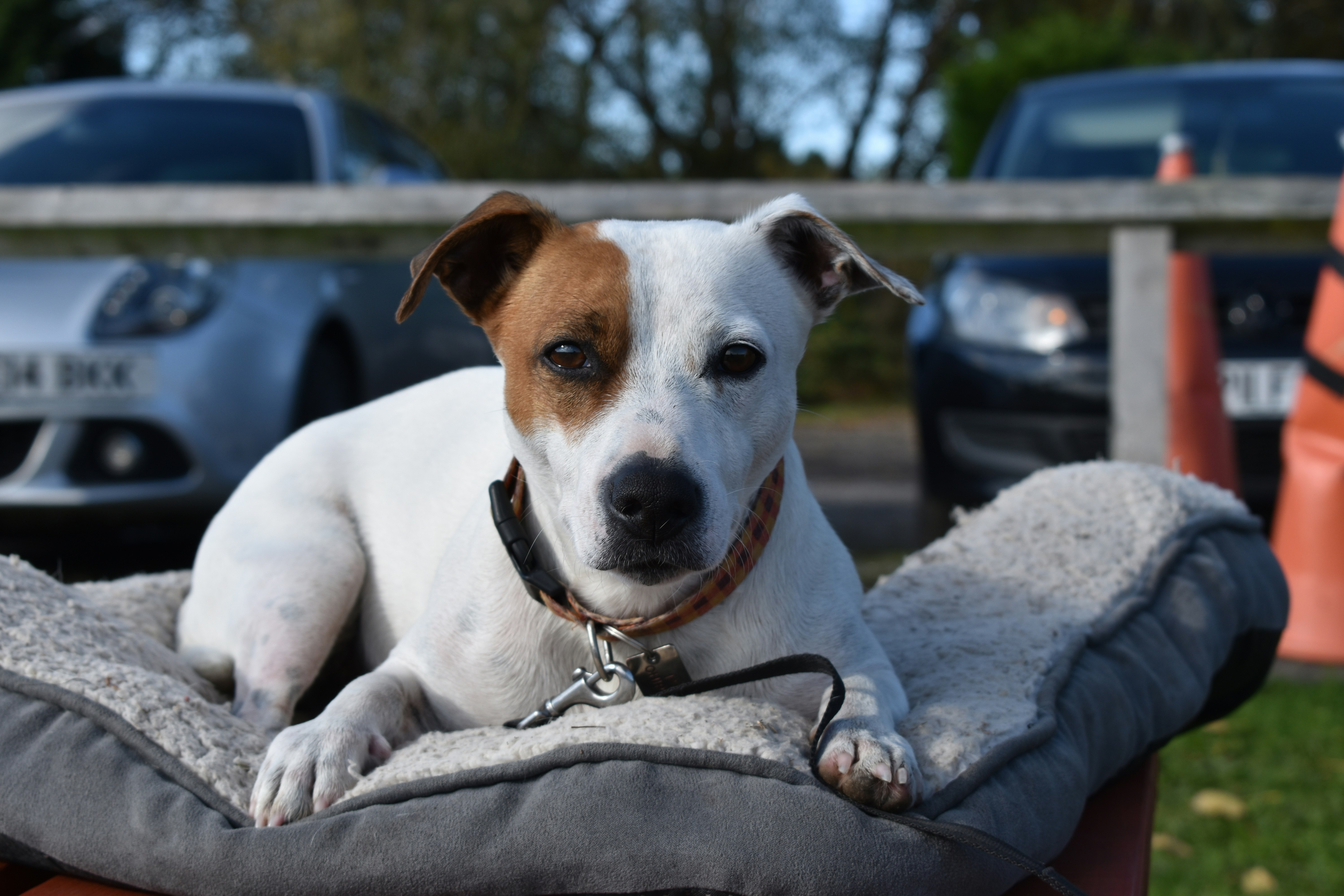 Bee the jack Russel watching football