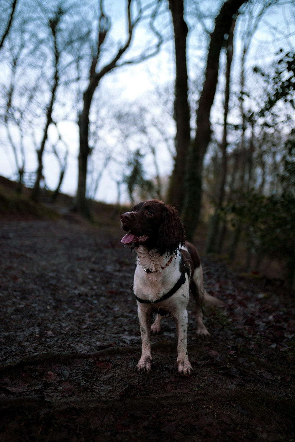 white and brown short coated dog standing on dirt ground near trees during daytime