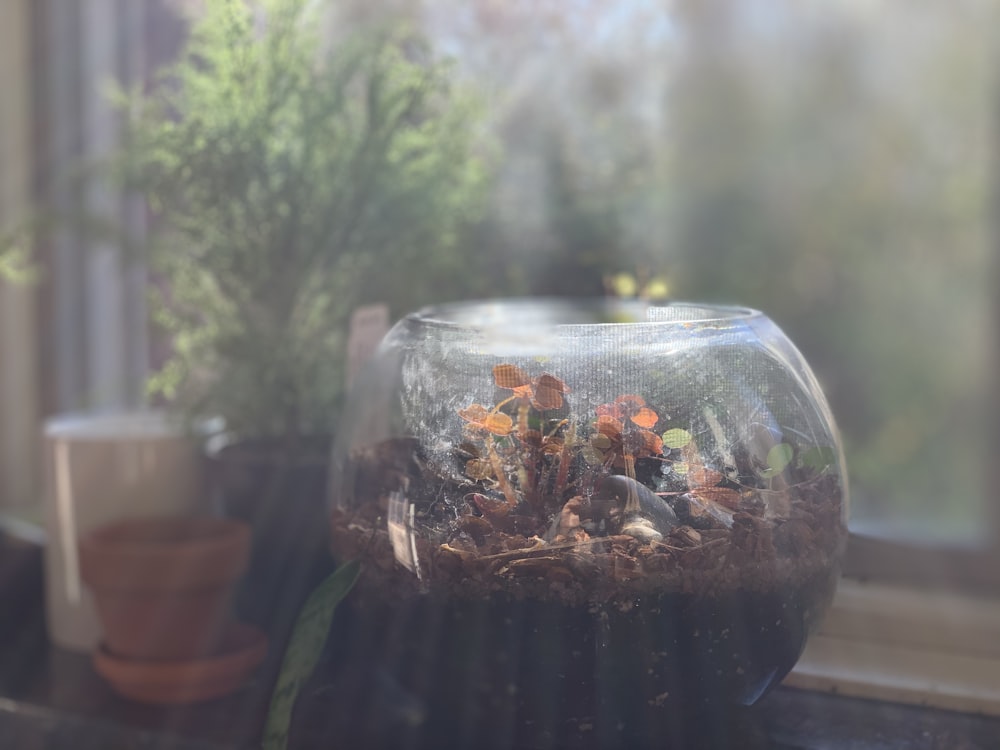 tigela de peixe de vidro transparente com planta marrom