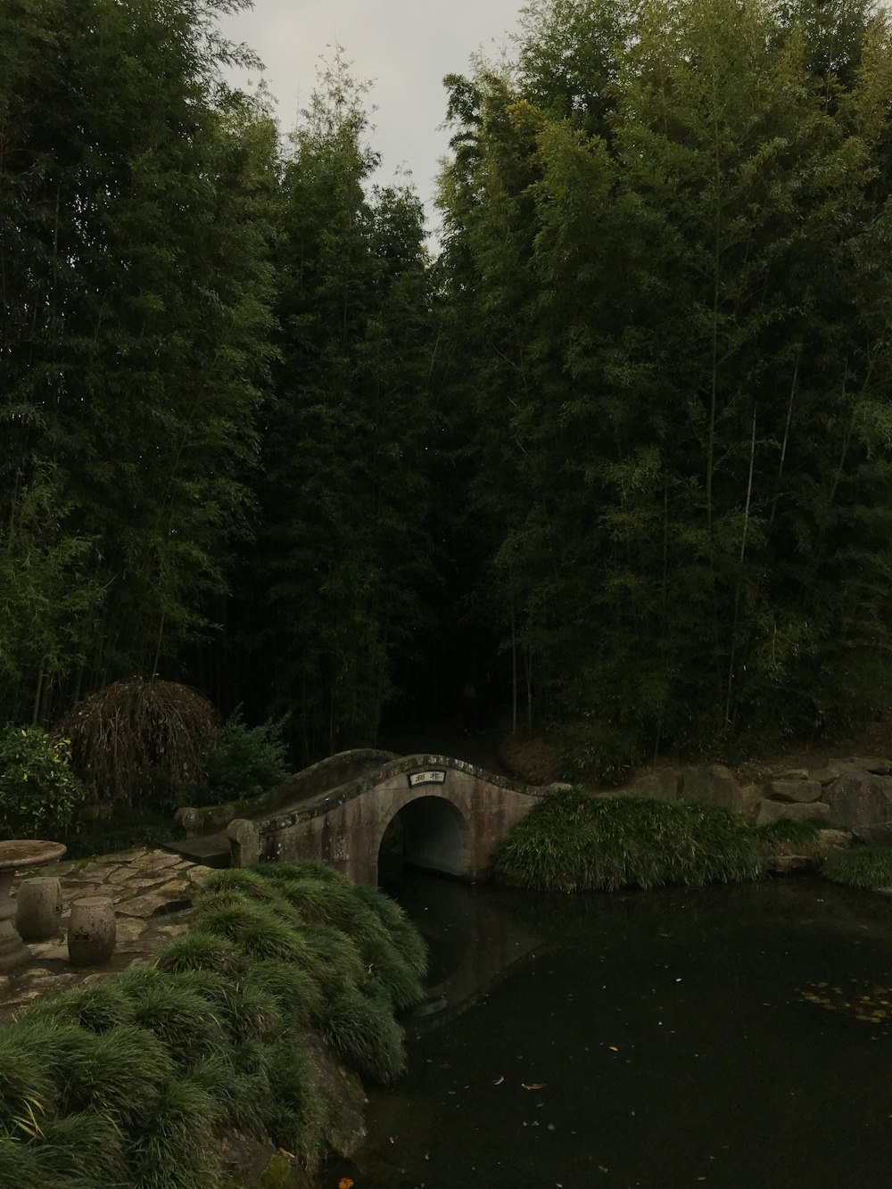 alberi verdi vicino al fiume durante il giorno