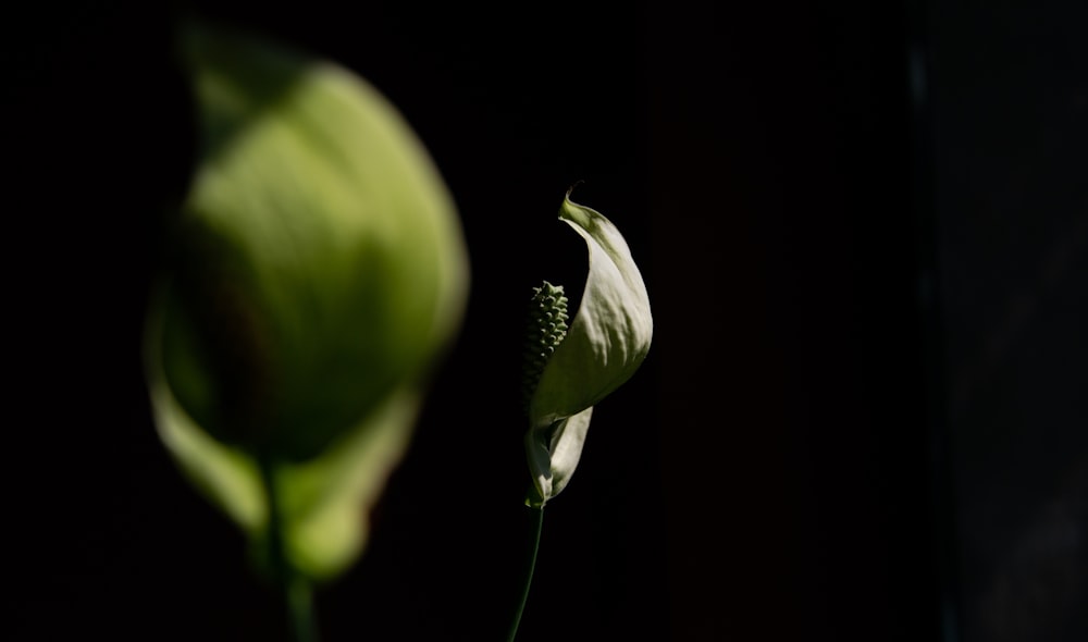 green flower bud with black background