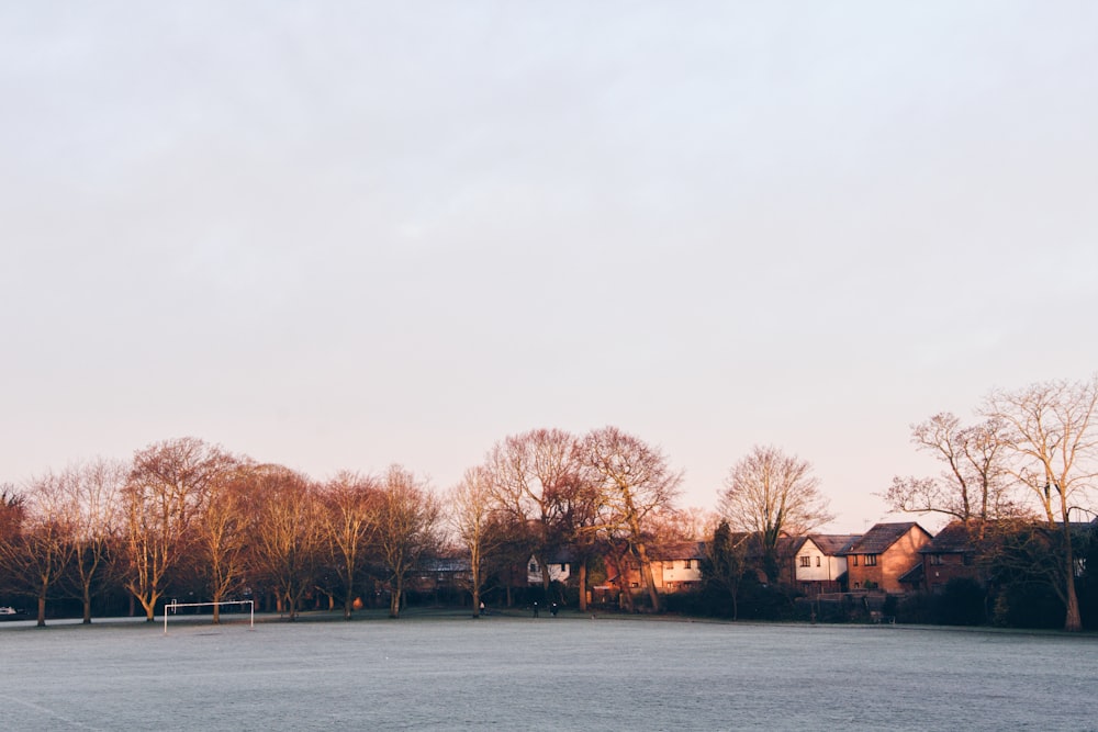 brown trees beside body of water during daytime