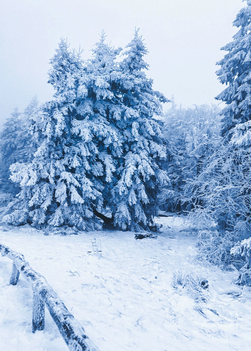 snow covered trees during daytime