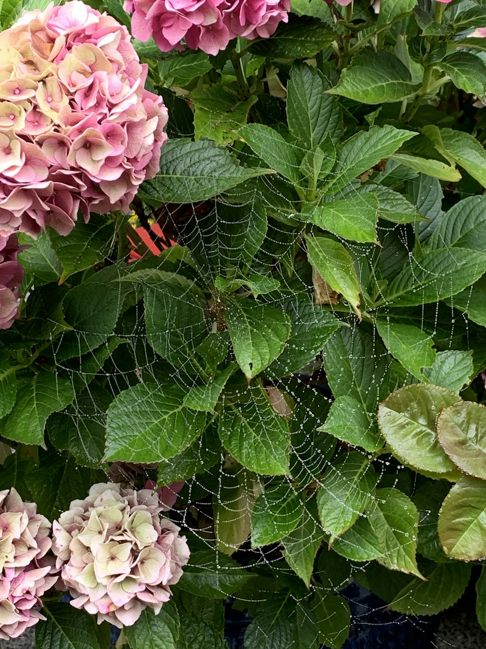 spider web on purple flower