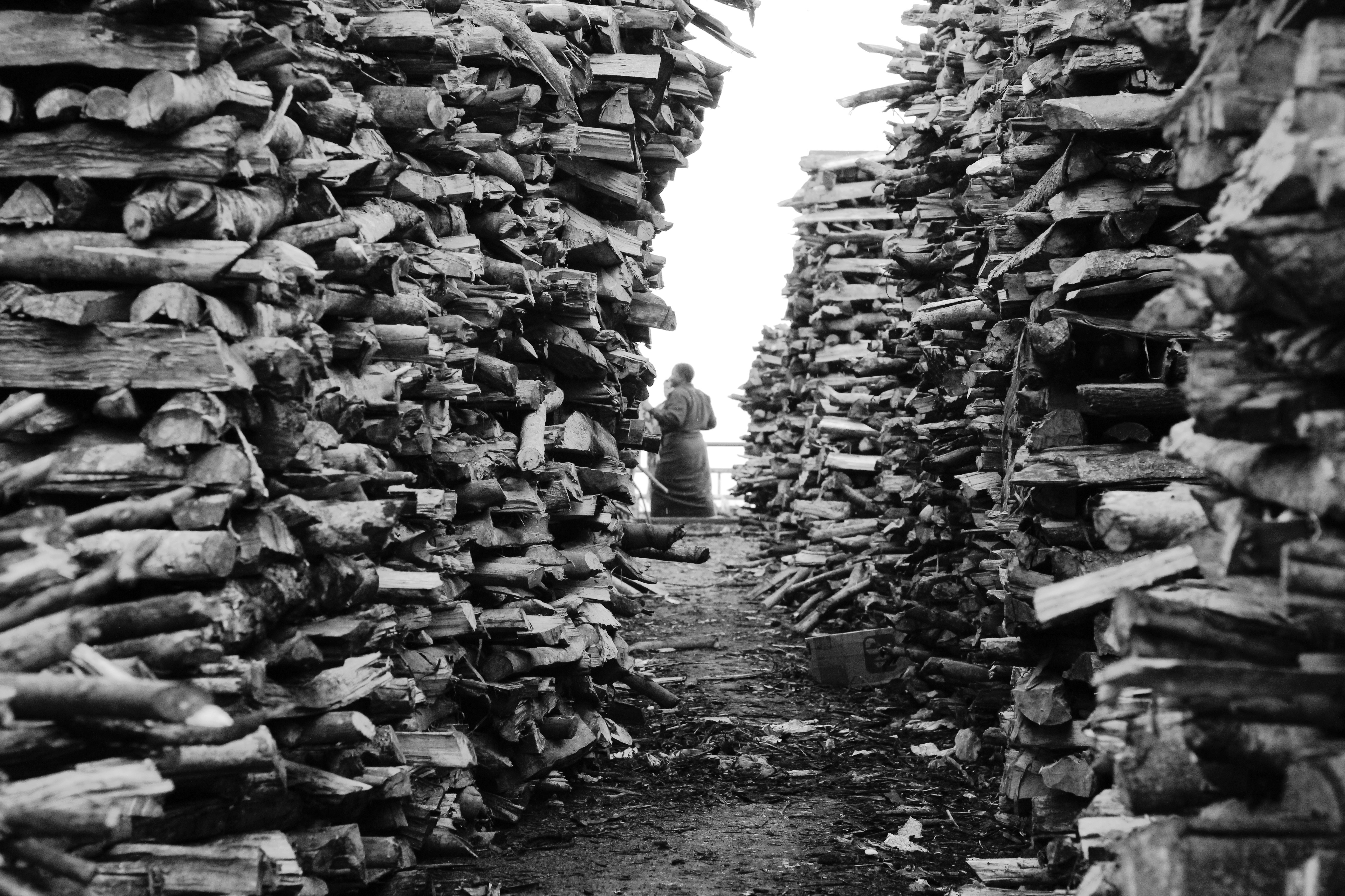 grayscale photo of tree logs on ground