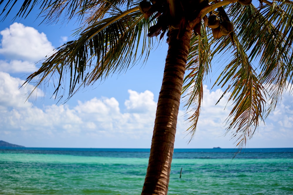 Kokospalme in Meeresnähe unter blauem Himmel und weißen Wolken tagsüber