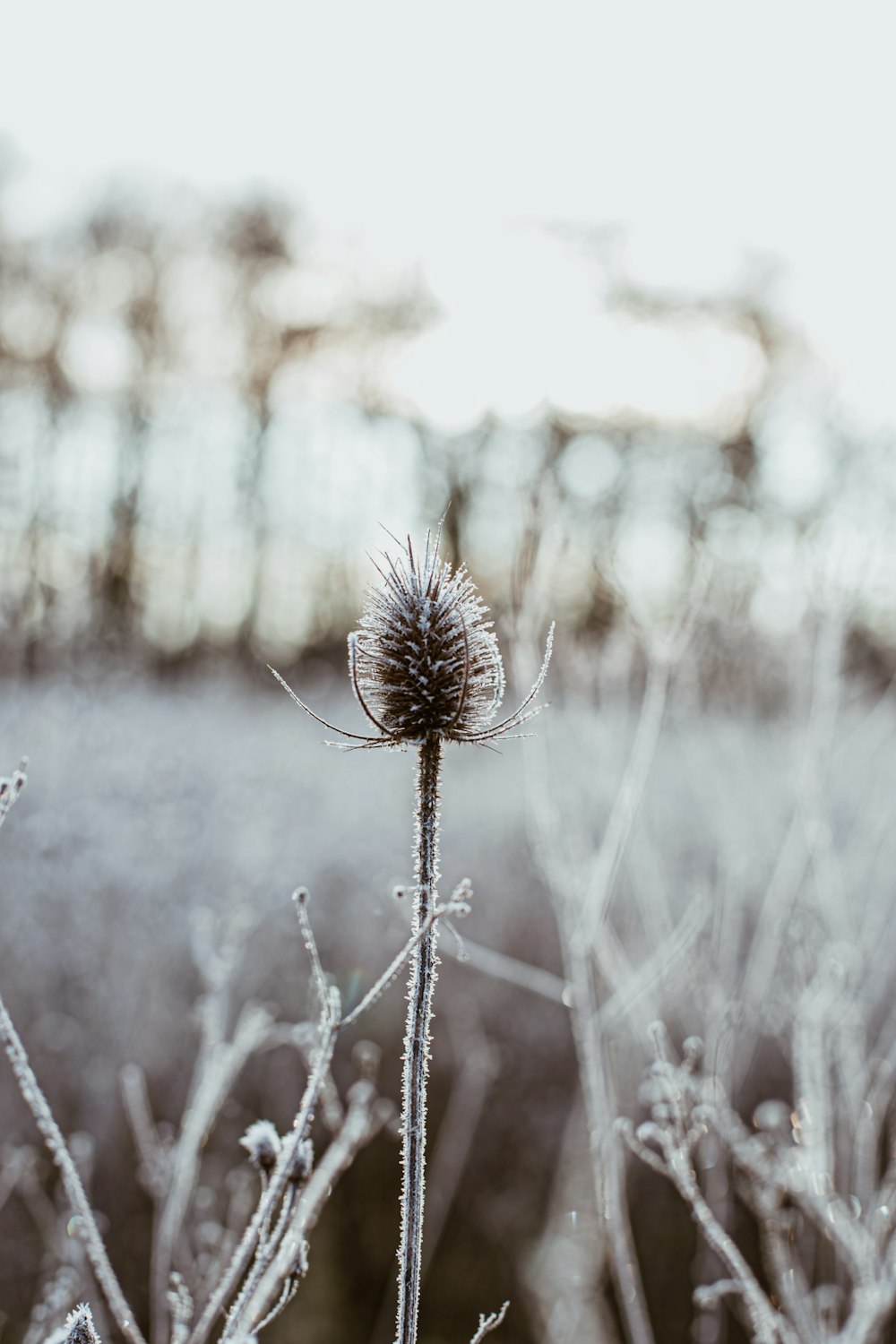 brown plant in tilt shift lens