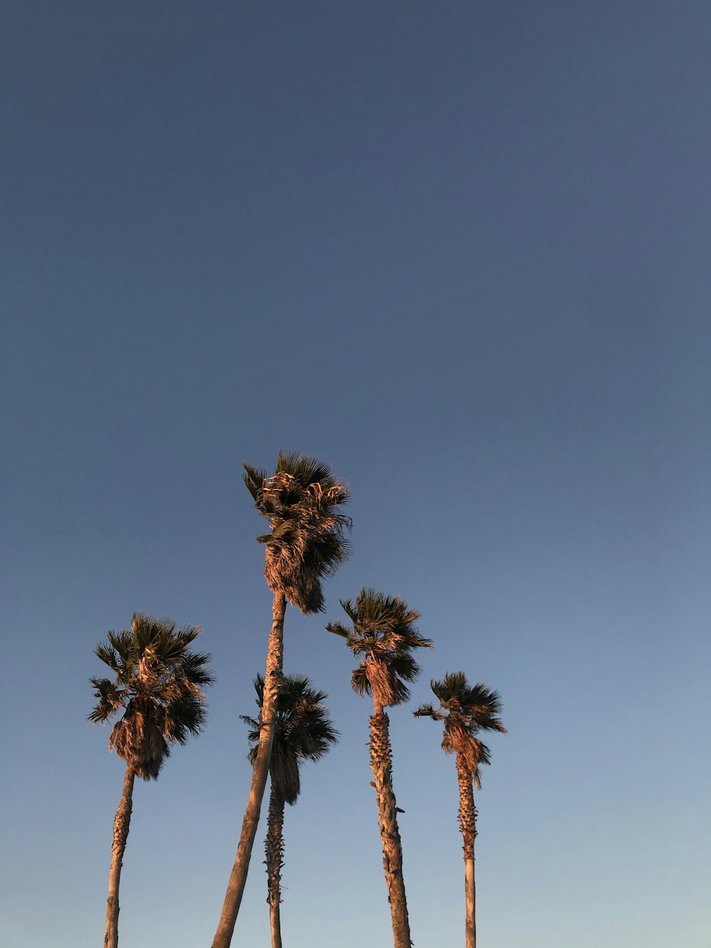 brown tree under blue sky during daytime