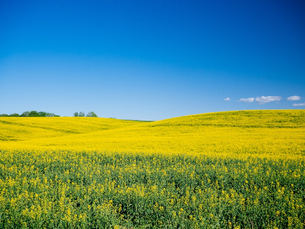 green grass field under blue sky during daytime