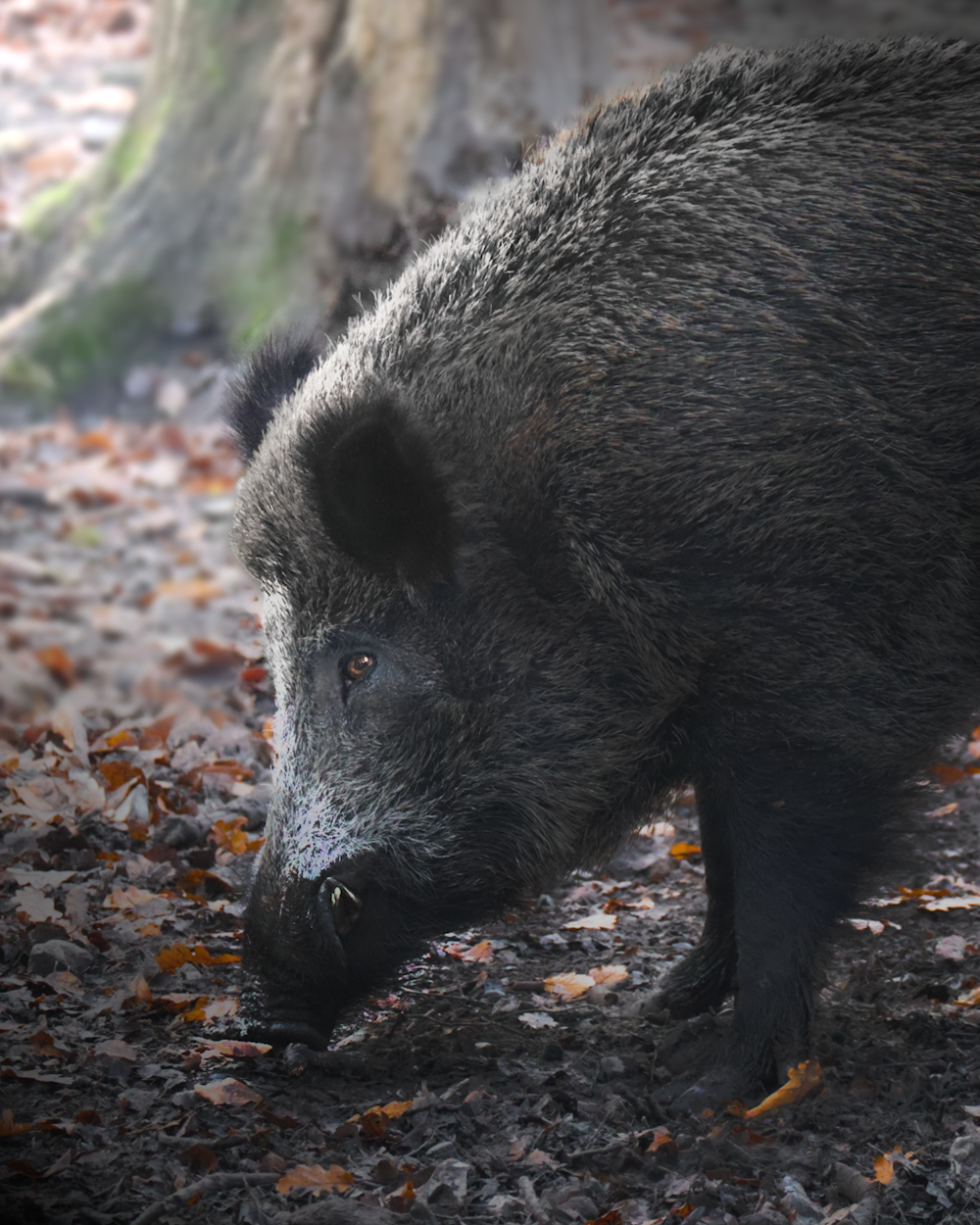 black wild boar on brown dried leaves