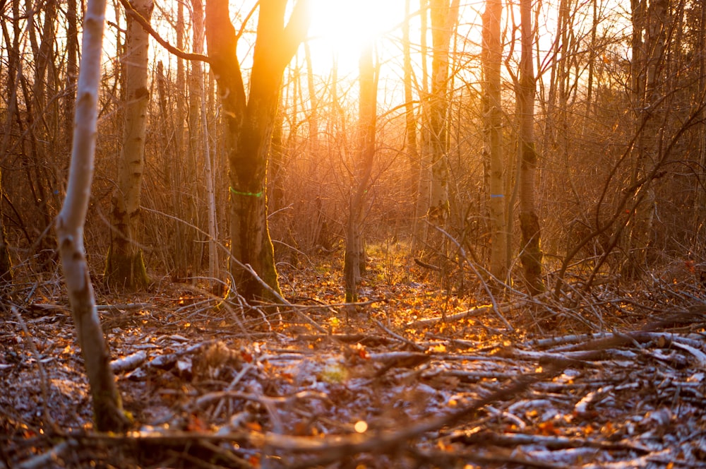 brown bare trees during daytime