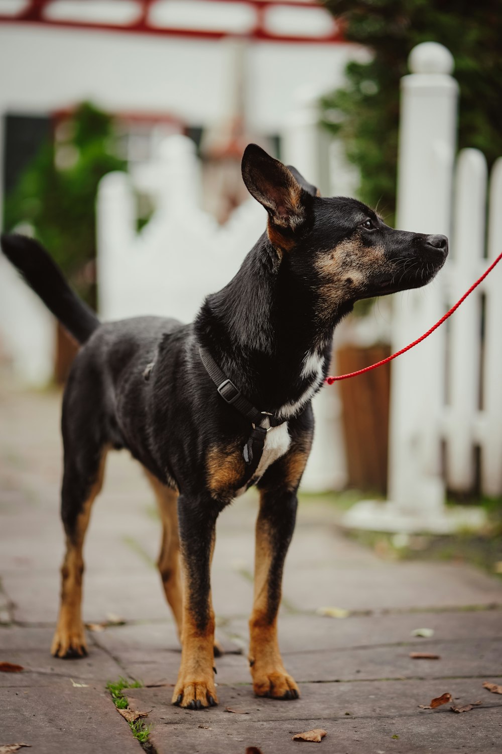 black and tan short coat medium sized dog