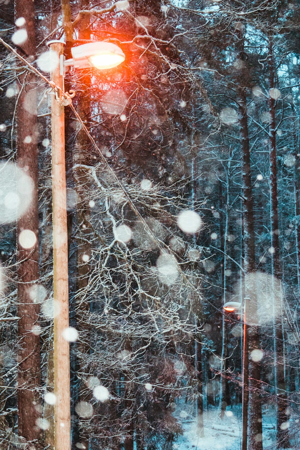 bâton de bois brun sur neige blanche