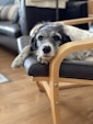 white and black short coated dog lying on brown leather padded armchair