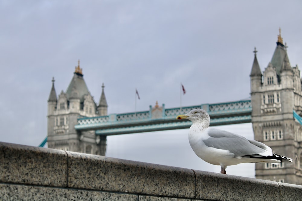 white bird on concrete wall during daytime