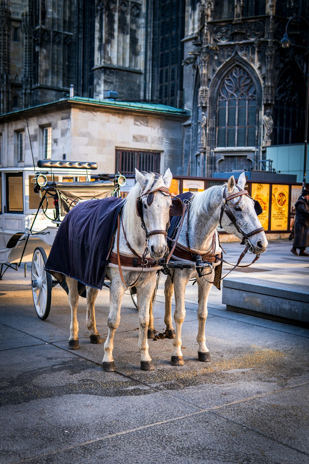 Cavallo bianco con carrozza nera su strada durante il giorno