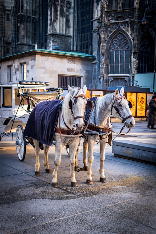 white horse with black carriage on road during daytime in St. Stephen's Cathedral, Vienna Austria