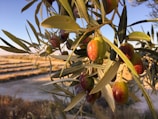 Photo of olive trees in the early morning light on the farm in Marchal, Granada