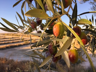 A close-up view of a branch laden with ripe olives, captured in warm, golden sunlight. The background features blurred rows of an olive grove under a clear blue sky.