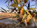 Sunlit olive grove with ripe olives hanging from branches under a clear blue sky.