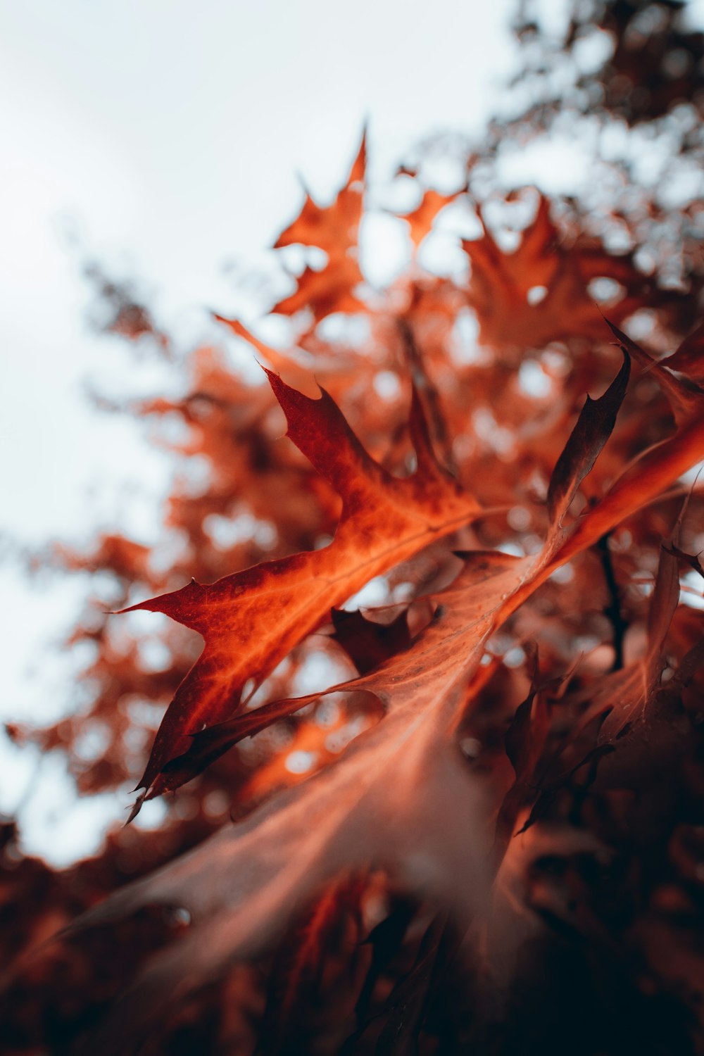 red maple leaf in close up photography