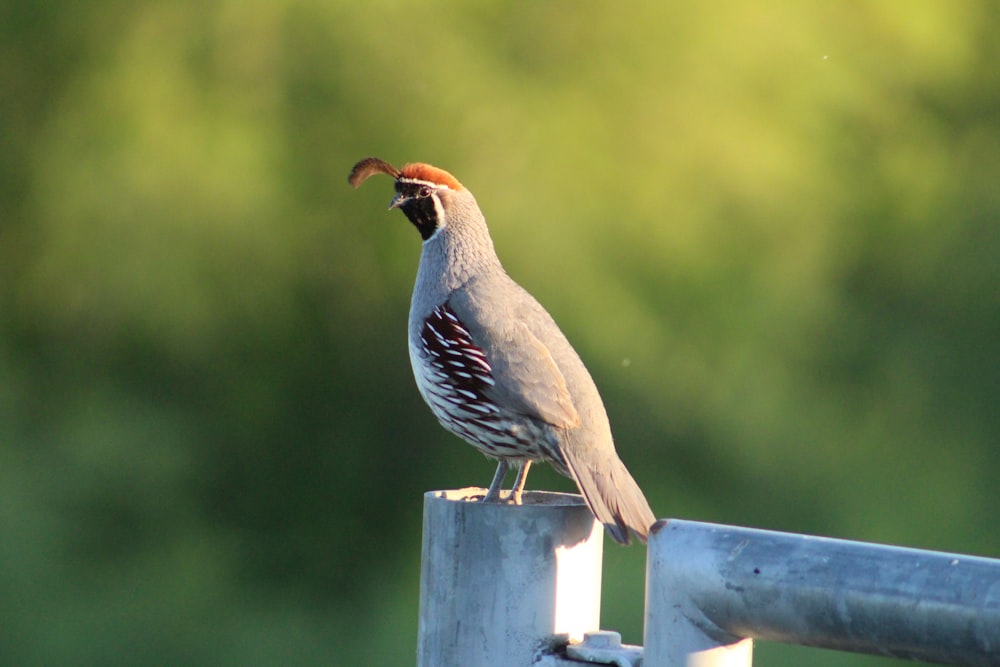 昼間の青い木の柵の上の青と白の鳥