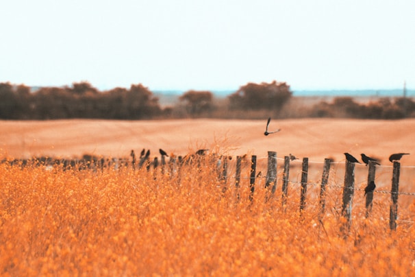 A peaceful countryside scene from Bharatpur Bird Sanctuary.