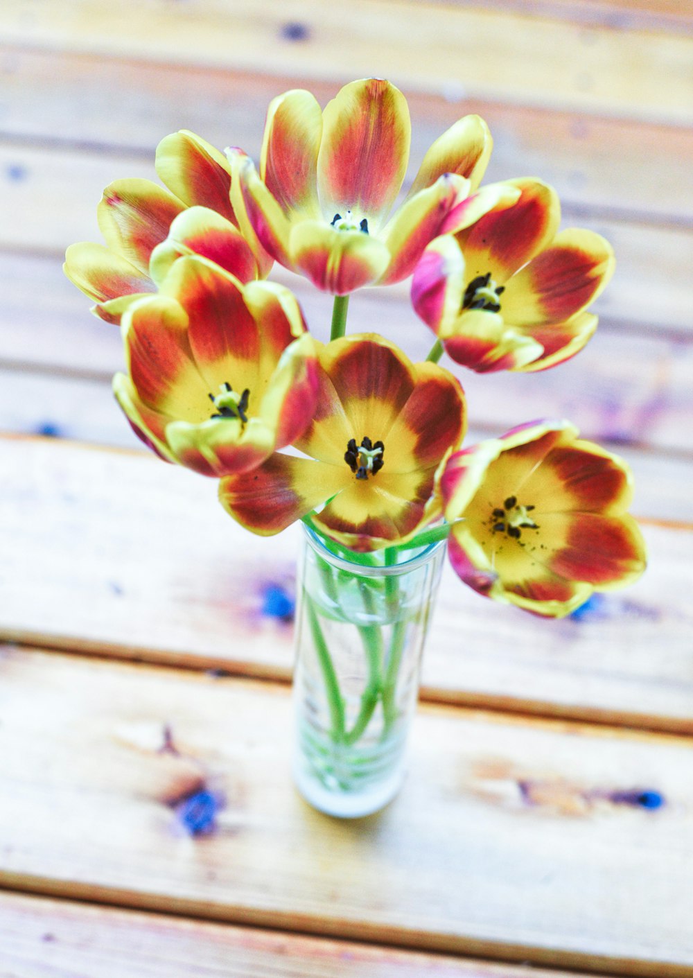 yellow and red flowers in clear glass vase