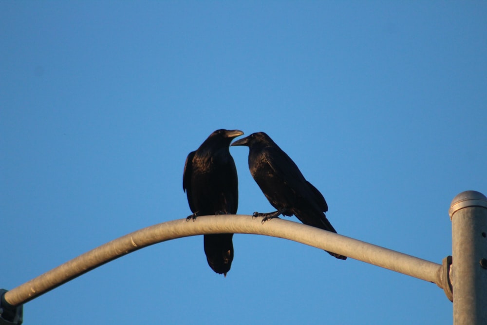 black crow on brown tree branch during daytime