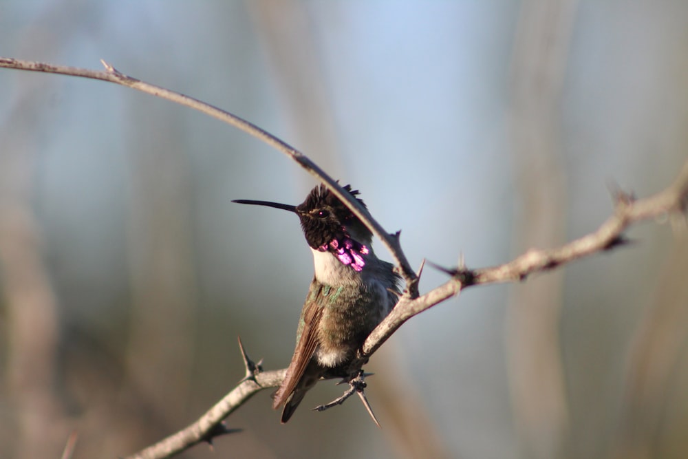 brown and black humming bird