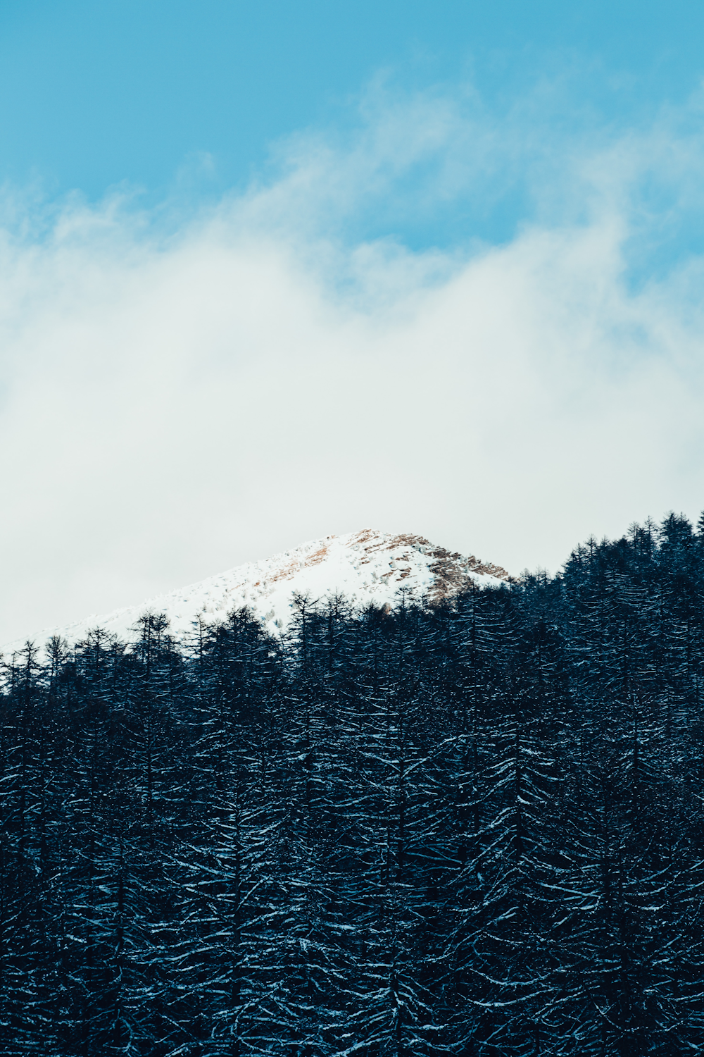 green pine trees on snow covered mountain